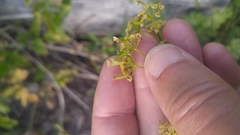 Osmorhiza occidentalis