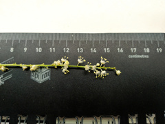 Lepiderema sericolignis