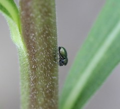 Sassacus papenhoei