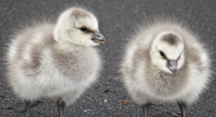 Barnacle Goose photo 6