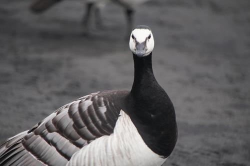 Weißwangengans (Branta leucopsis)