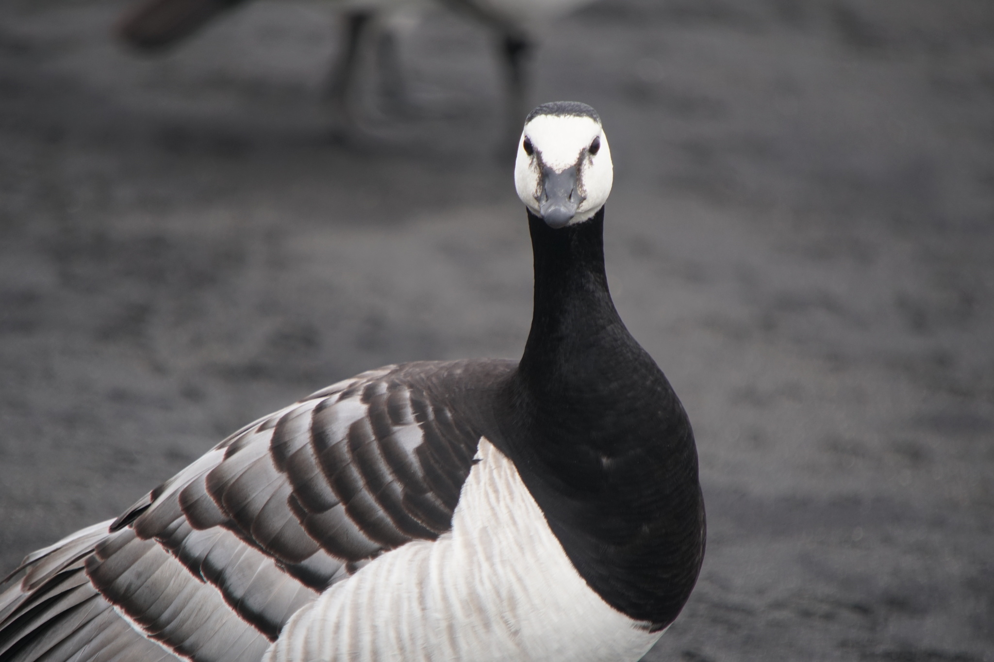 Barnacle Goose (Branta leucopsis)