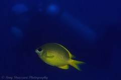 Chromis analis