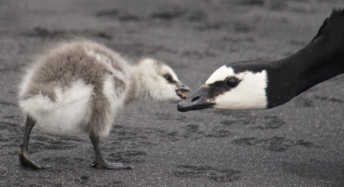 Barnacle Goose