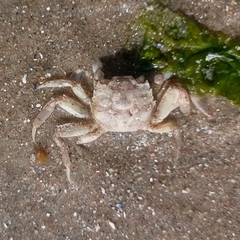 Cyrtograpsus angulatus