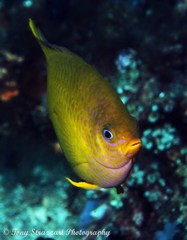 Amblyglyphidodon aureus