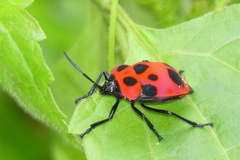 Poecilocoris nepalensis