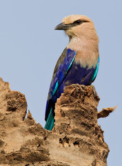 Coracias cyanogaster