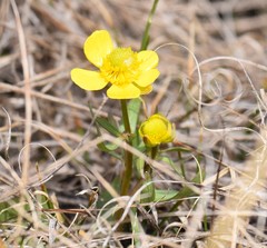 Ranunculus rhomboideus