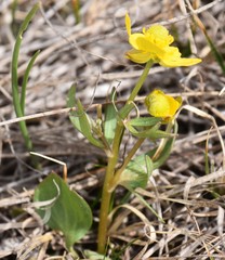 Ranunculus rhomboideus