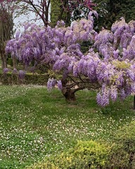 Wisteria