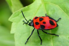 Poecilocoris nepalensis