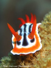 Chromodoris magnifica