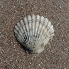 Aequipecten tehuelchus