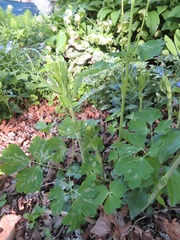 Phytomyza aquilegivora