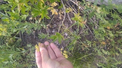 Osmorhiza occidentalis