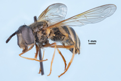 Chrysotoxum pubescens