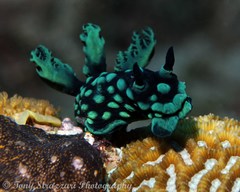 Nembrotha cristata