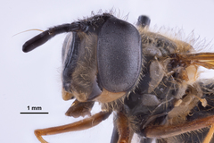 Chrysotoxum pubescens
