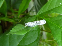 Yponomeuta irrorellus