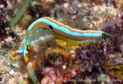 Thuridilla lineolata