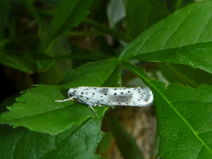 Yponomeuta irrorellus