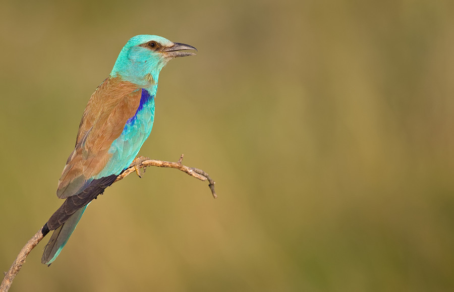 European Roller