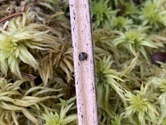 Euconulus