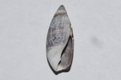 Olivella semistriata