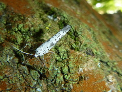 Yponomeuta irrorellus