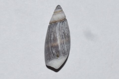 Olivella semistriata