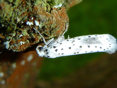 Yponomeuta irrorellus