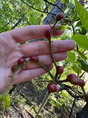 Phylloxera caryaecaulis