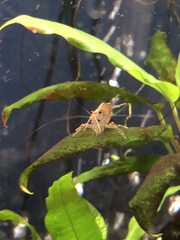 Caridina multidentata