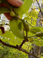 Phylloxera caryaecaulis