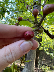 Phylloxera caryaecaulis