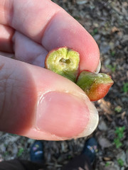 Phylloxera caryaecaulis