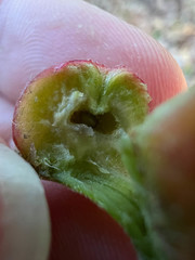 Phylloxera caryaecaulis