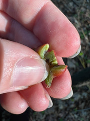 Phylloxera caryaecaulis