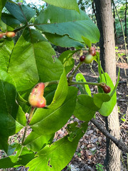 Phylloxera caryaecaulis