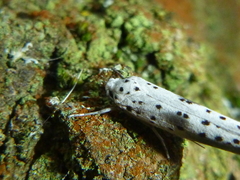 Yponomeuta irrorellus