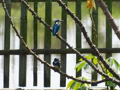 Alcedo coerulescens