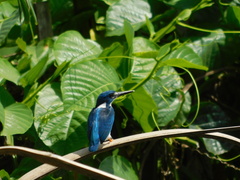 Alcedo coerulescens