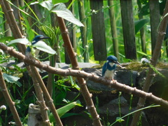 Alcedo coerulescens