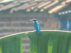 Alcedo coerulescens