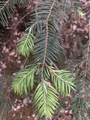 Abies durangensis