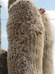 Cephalocereus senilis