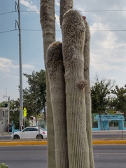 Cephalocereus senilis
