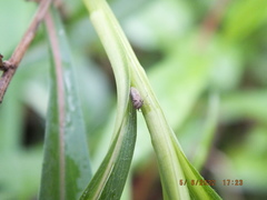Agallia quadripunctata