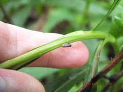 Agallia quadripunctata